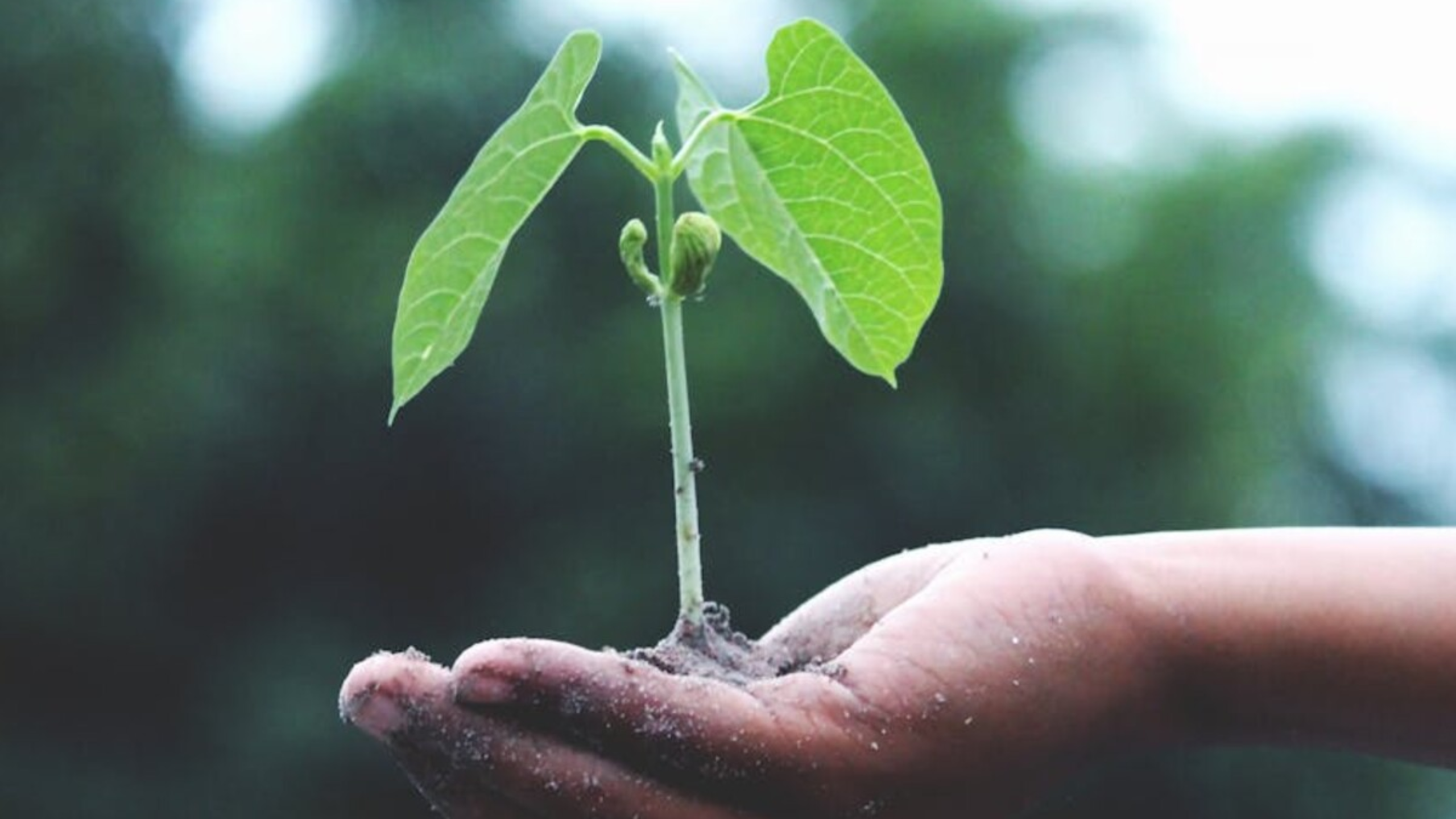 Earth Day Volunteer Opportunity