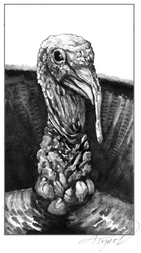 The Outside Story Presents: Gobbling and Strutting: Wild Turkey Mating Season