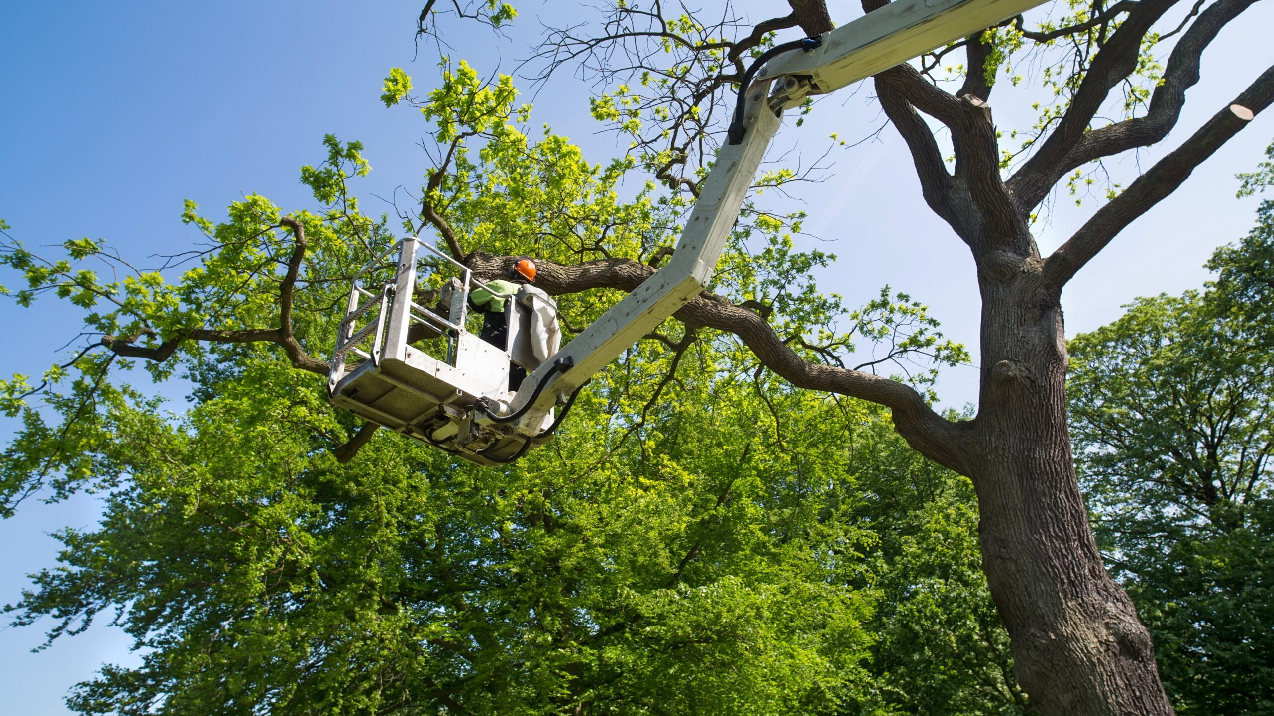 municipal tree grants