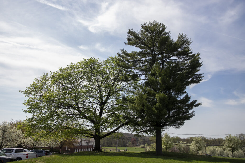 Denville Preserve 57 Acres: Major $5.7M Open Space Win at St. Francis & Pocono Fields