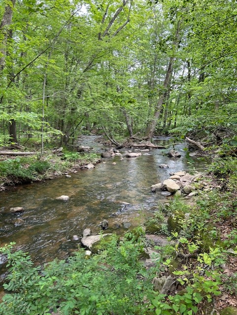 India Brook Restoration Project