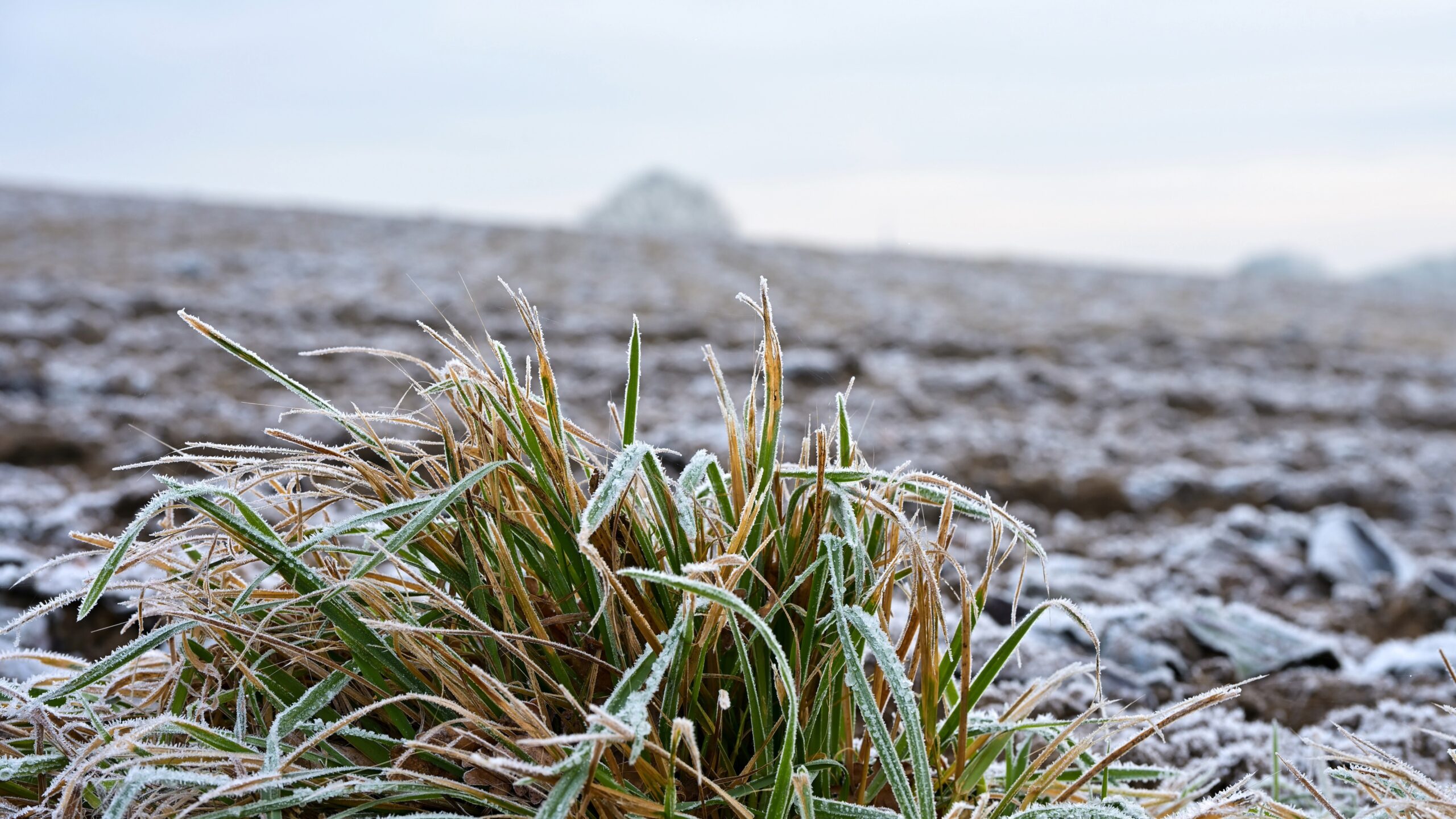 New Jersey Declares Statewide Emergency After April Freeze Causes $300M in Crop Losses