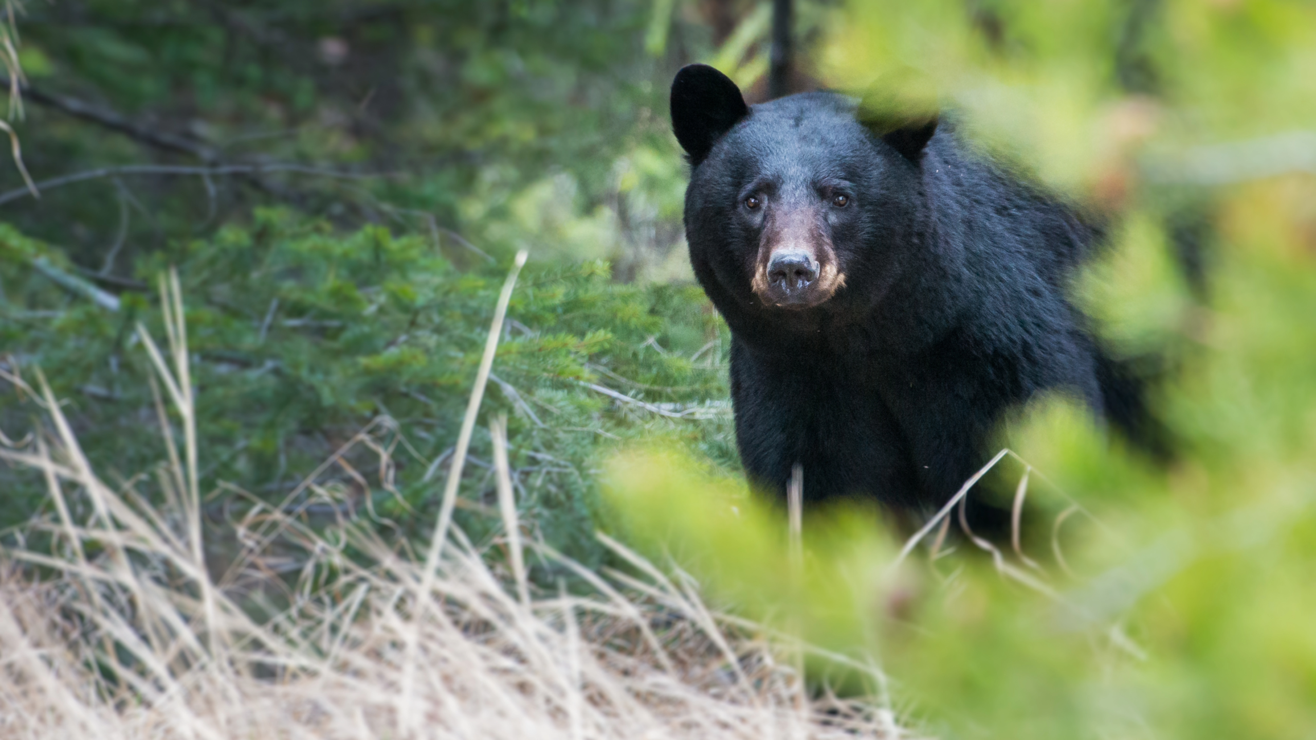 New Jersey black bear hunt 2026